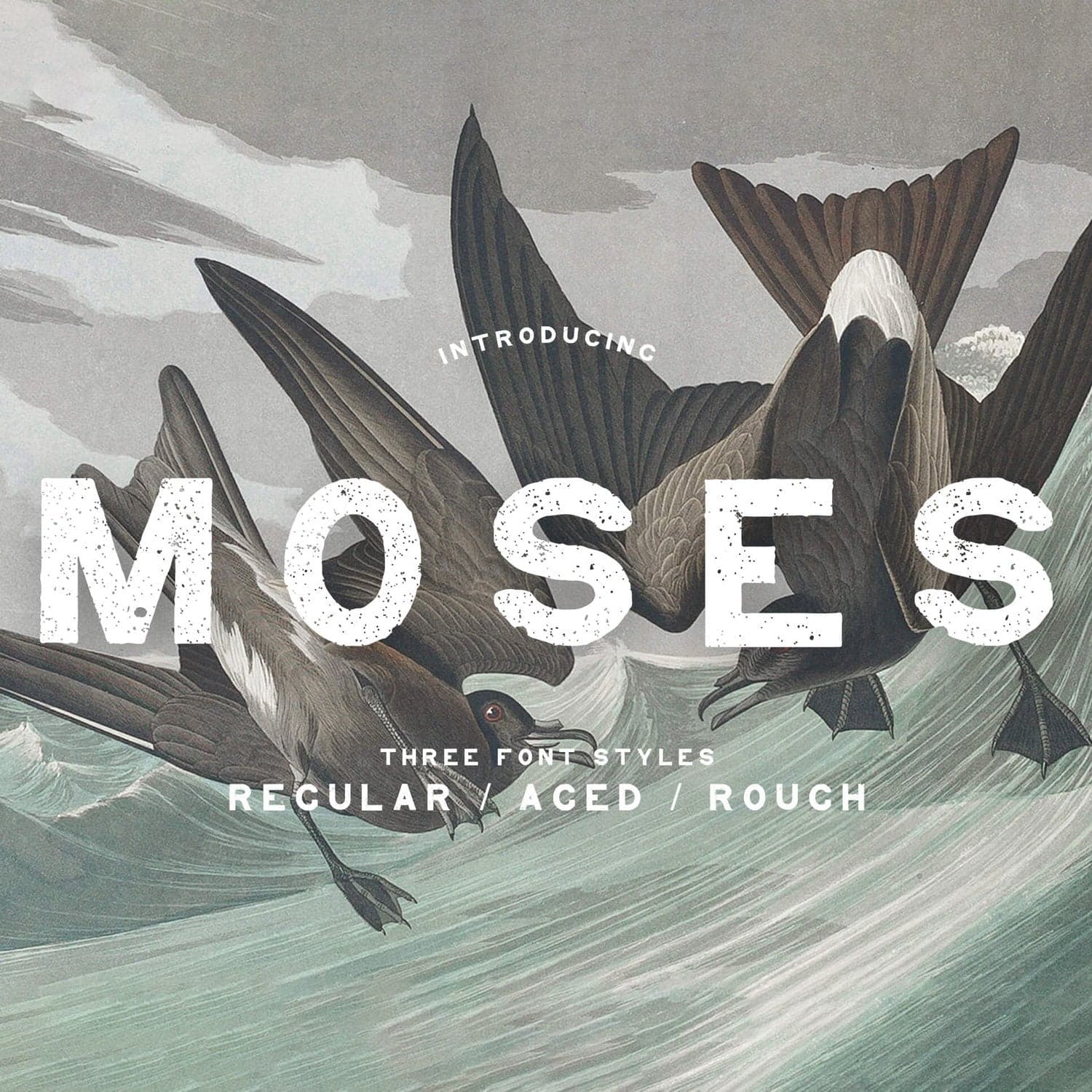 Moses Display Grotesque Typeface cover